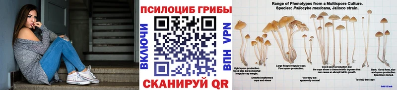 купить   Уяр  Галлюциногенные грибы Cubensis 